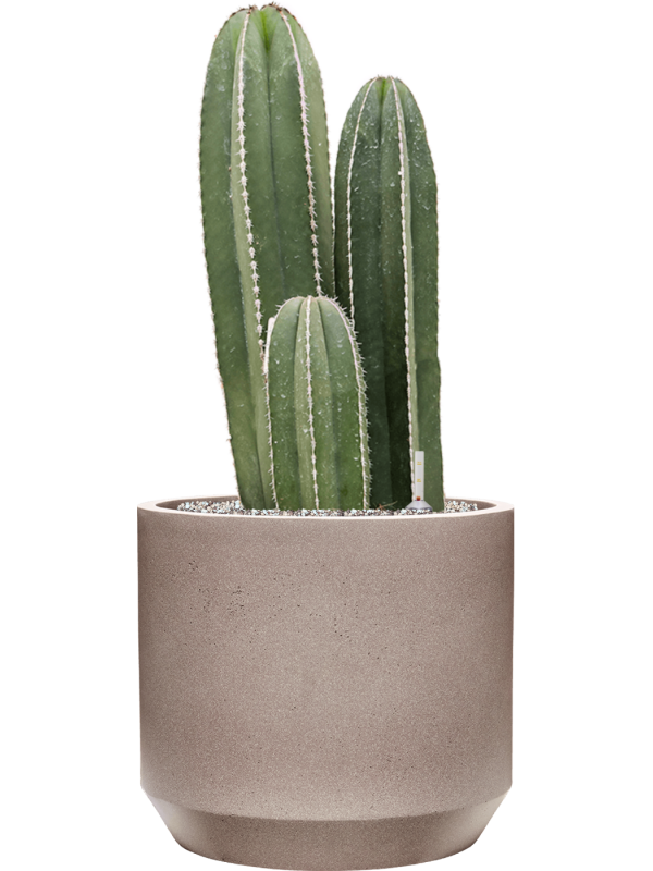 Marginatocereus marginatus in Rotunda Urban Office Plant With Pot 83cm Height 30cm Dia