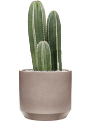 Marginatocereus marginatus in Rotunda Urban Office Plant With Pot 83cm Height 30cm Dia