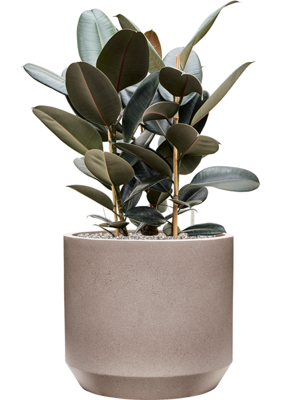 Ficus elastica 'Abidjan' in Rotunda Urban Office Plant With Pot 93cm Height 41cm Dia