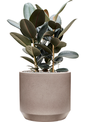 Ficus elastica 'Abidjan' in Rotunda Urban Office Plant With Pot 93cm Height 41cm Dia
