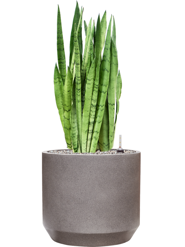 Sansevieria trifasciata 'Silver Mist' in Rotunda Urban Office Plant With Pot 88cm Height 30cm Dia