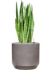 Sansevieria trifasciata 'Silver Mist' in Rotunda Urban Office Plant With Pot 88cm Height 30cm Dia