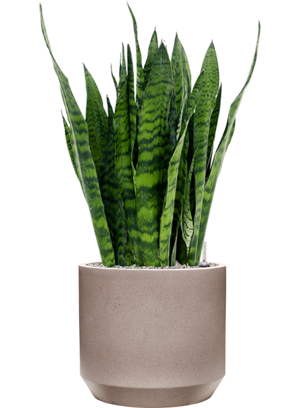 Sansevieria zeylanica in Rotunda Urban Office Plant With Pot 96cm Height 30cm Dia