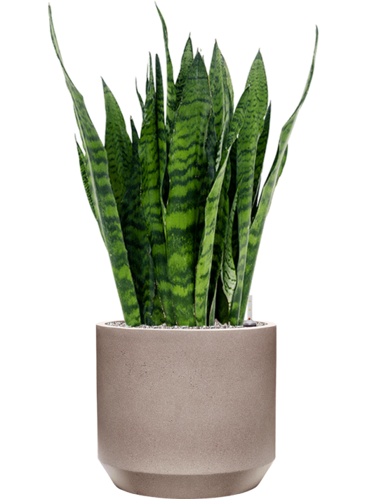 Sansevieria zeylanica in Rotunda Urban Office Plant With Pot 96cm Height 30cm Dia