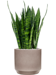 Sansevieria zeylanica in Rotunda Urban Office Plant With Pot 96cm Height 30cm Dia