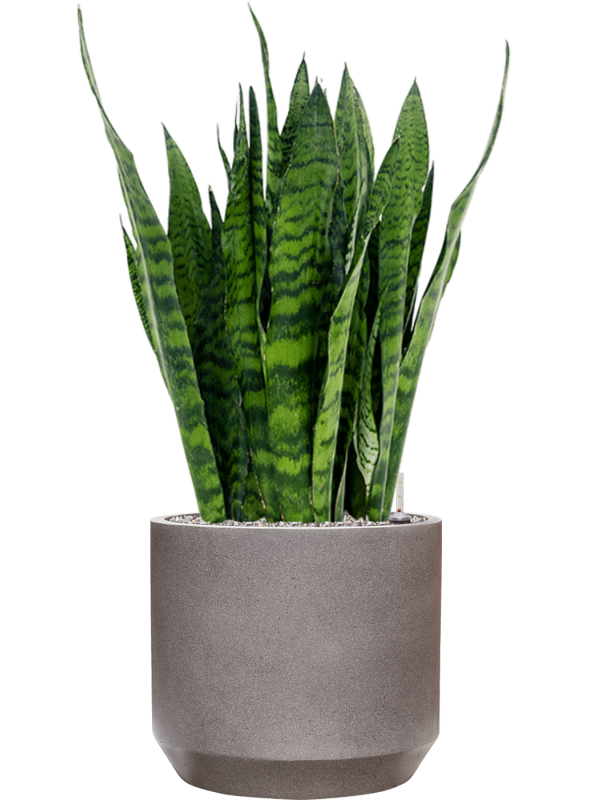 Sansevieria zeylanica in Rotunda Urban Office Plant With Pot 96cm Height 30cm Dia