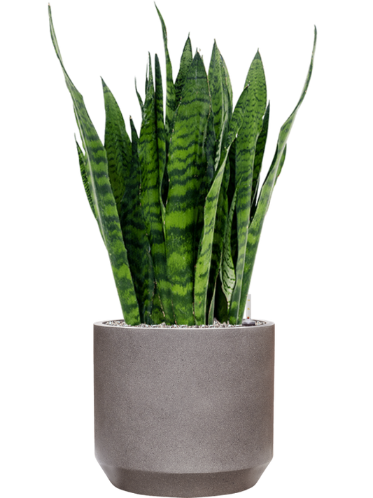 Sansevieria zeylanica in Rotunda Urban Office Plant With Pot 96cm Height 30cm Dia