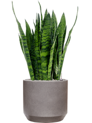 Sansevieria zeylanica in Rotunda Urban Office Plant With Pot 96cm Height 30cm Dia