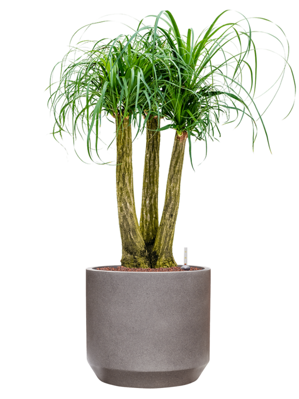 Beaucarnea recurvata in Rotunda Urban Office Plant With Pot 107cm Height 30cm Dia