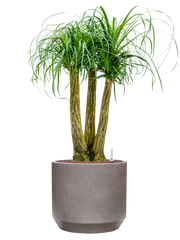Beaucarnea recurvata in Rotunda Urban Office Plant With Pot 107cm Height 30cm Dia