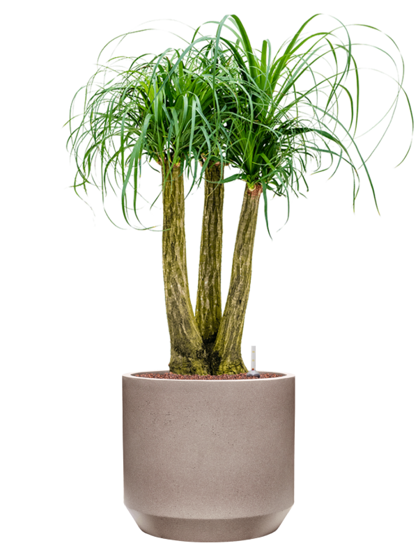 Beaucarnea recurvata in Rotunda Urban Office Plant With Pot 107cm Height 30cm Dia