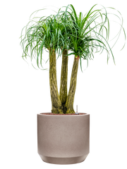 Beaucarnea recurvata in Rotunda Urban Office Plant With Pot 107cm Height 30cm Dia