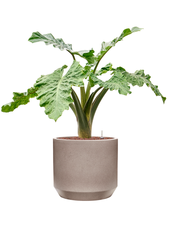 Alocasia 'Low Rider' in Rotunda Urban Office Plant With Pot 94cm Height 30cm Dia