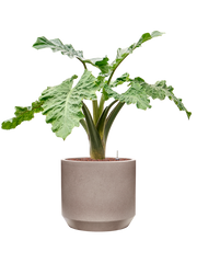 Alocasia 'Low Rider' in Rotunda Urban Office Plant With Pot 94cm Height 30cm Dia