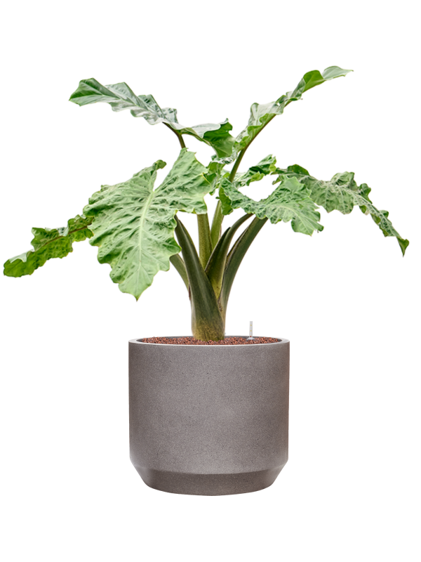 Alocasia 'Low Rider' in Rotunda Urban Office Plant With Pot 94cm Height 30cm Dia