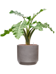 Alocasia 'Low Rider' in Rotunda Urban Office Plant With Pot 94cm Height 30cm Dia