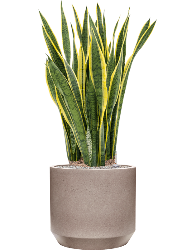 Sansevieria trifasciata 'Laurentii' in Rotunda Urban Office Plant With Pot 115cm Height 41cm Dia