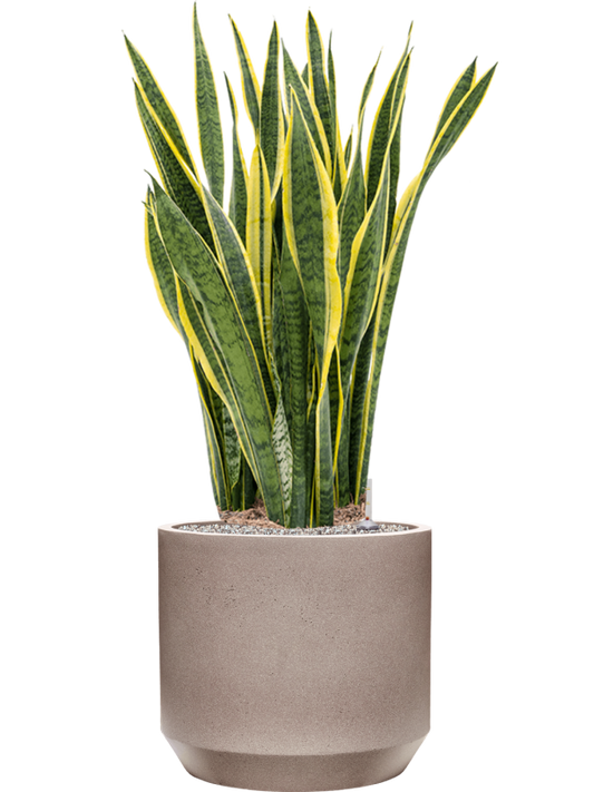 Sansevieria trifasciata 'Laurentii' in Rotunda Urban Office Plant With Pot 115cm Height 41cm Dia
