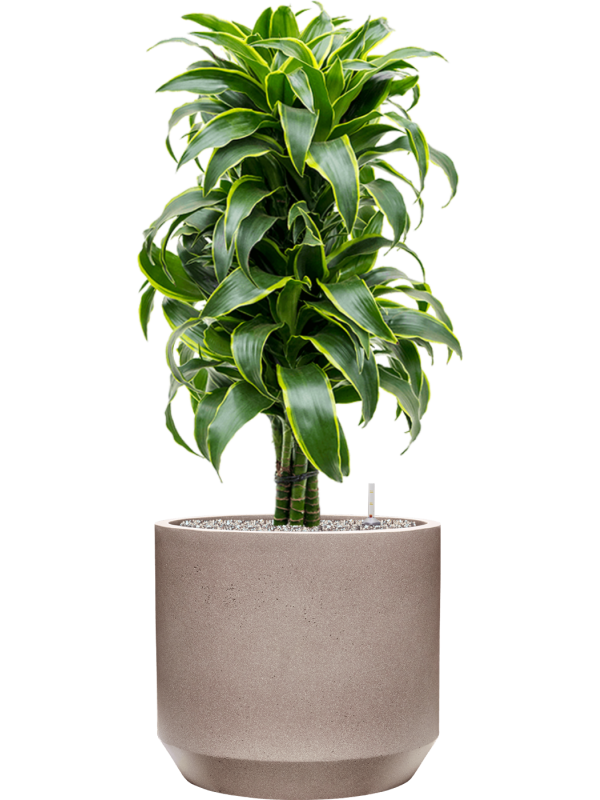 Dracaena fragrans 'Dorado' in Rotunda Urban Office Plant With Pot 111cm Height 41cm Dia