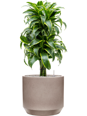 Dracaena fragrans 'Dorado' in Rotunda Urban Office Plant With Pot 111cm Height 41cm Dia