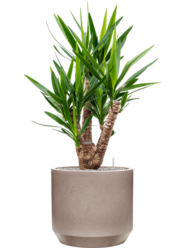 Yucca elephantipes in Rotunda Urban Office Plant With Pot 122cm Height 41cm Dia