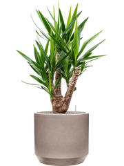 Yucca elephantipes in Rotunda Urban Office Plant With Pot 122cm Height 41cm Dia