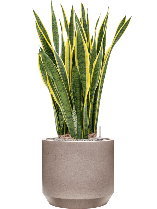 Sansevieria trifasciata 'Laurentii' in Rotunda Urban Office Plant With Pot 115cm Height 41cm Dia