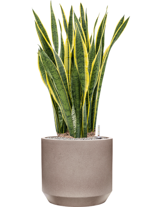 Sansevieria trifasciata 'Laurentii' in Rotunda Urban Office Plant With Pot 115cm Height 41cm Dia