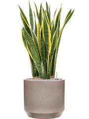 Sansevieria trifasciata 'Laurentii' in Rotunda Urban Office Plant With Pot 115cm Height 41cm Dia