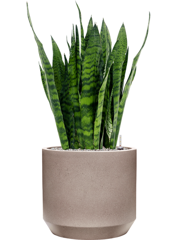 Sansevieria zeylanica in Rotunda Urban Office Plant With Pot 101cm Height 41cm Dia