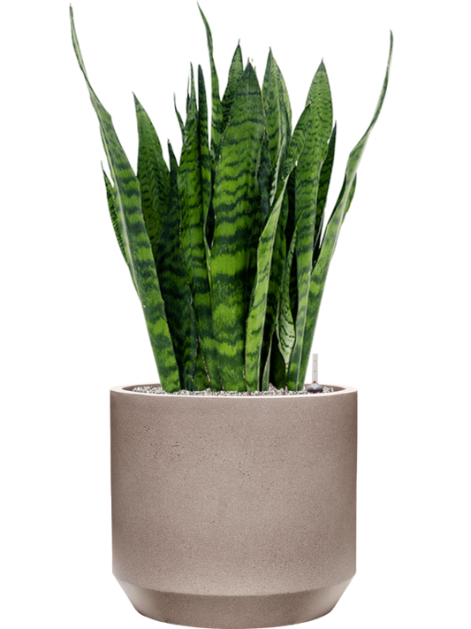 Sansevieria zeylanica in Rotunda Urban Office Plant With Pot 101cm Height 41cm Dia