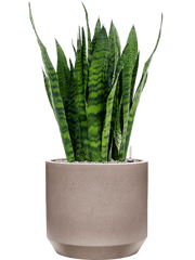 Sansevieria zeylanica in Rotunda Urban Office Plant With Pot 101cm Height 41cm Dia