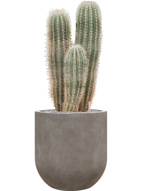 Pachycereus pringlei in Baq Nucast Office Plant With Pot 119cm Height 38cm Dia