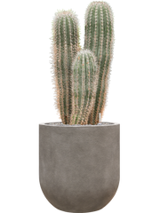 Pachycereus pringlei in Baq Nucast Office Plant With Pot 119cm Height 38cm Dia