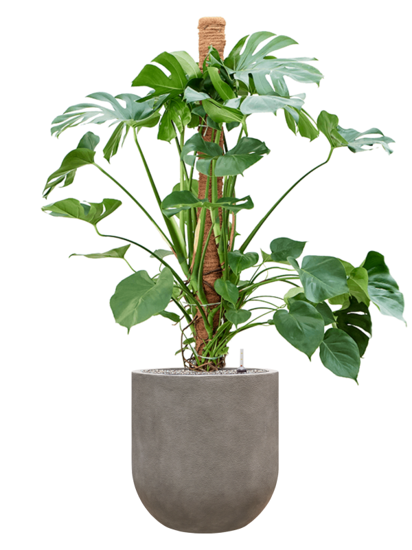 Monstera deliciosa in Baq Nucast Office Plant With Pot 155cm Height 38cm Dia
