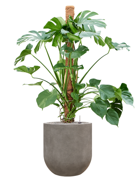 Monstera deliciosa in Baq Nucast Office Plant With Pot 155cm Height 38cm Dia