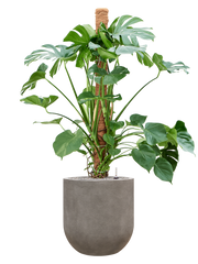 Monstera deliciosa in Baq Nucast Office Plant With Pot 155cm Height 38cm Dia