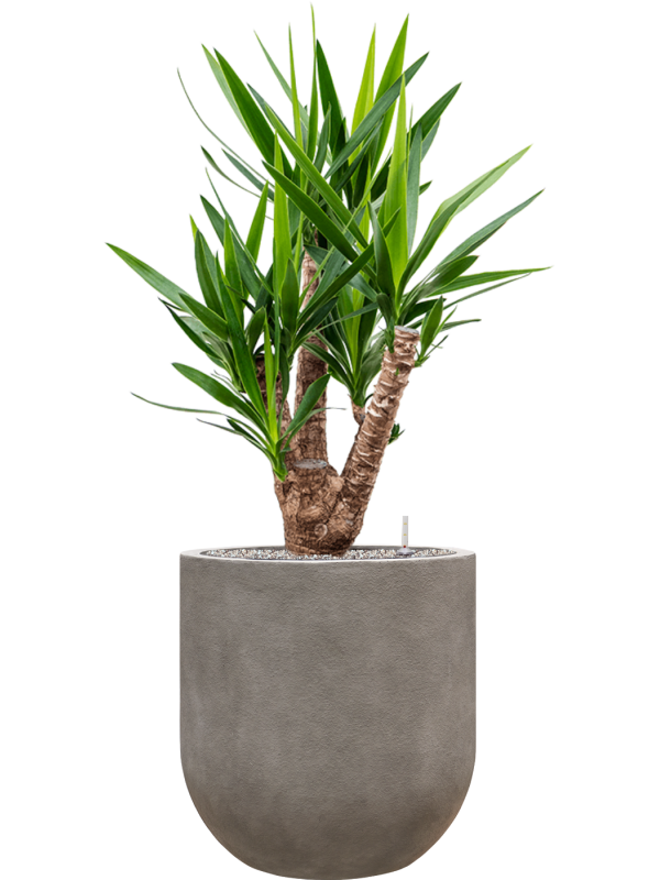 Yucca elephantipes in Baq Nucast Office Plant With Pot 132cm Height 38cm Dia