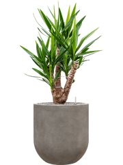 Yucca elephantipes in Baq Nucast Office Plant With Pot 132cm Height 38cm Dia