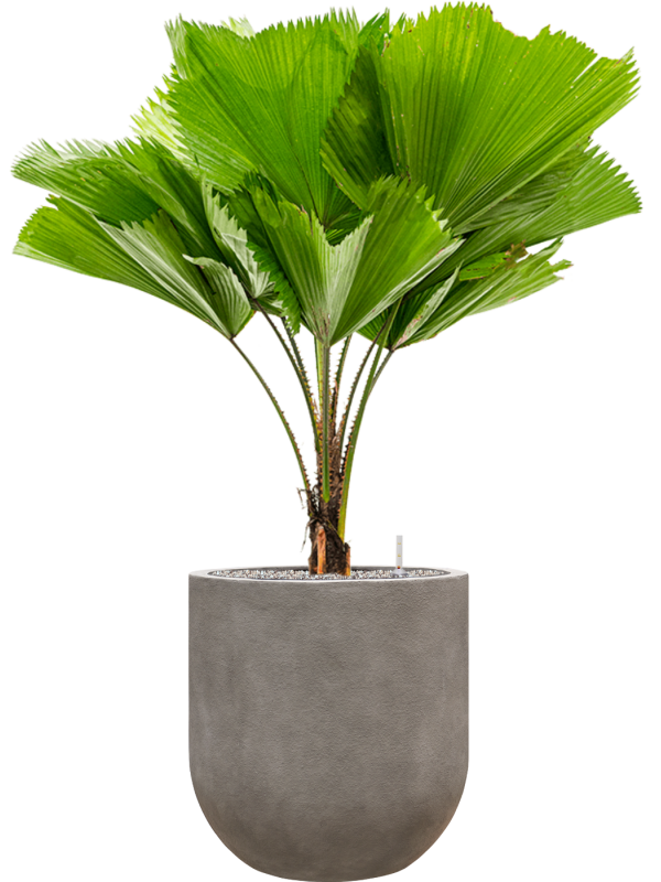 Licuala grandis in Baq Nucast Office Plant With Pot 139cm Height 38cm Dia