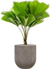 Licuala grandis in Baq Nucast Office Plant With Pot 139cm Height 38cm Dia