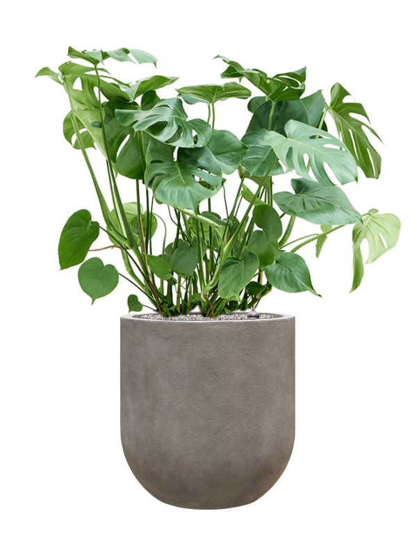 Monstera deliciosa in Baq Nucast Office Plant With Pot 117cm Height 38cm Dia
