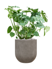 Monstera deliciosa in Baq Nucast Office Plant With Pot 117cm Height 38cm Dia