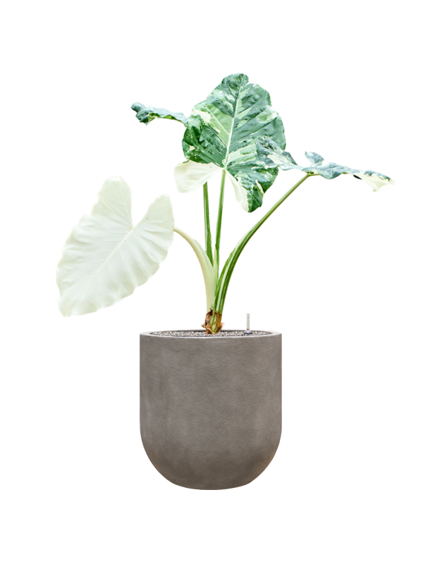 Alocasia macrorrhizos variegata in Baq Nucast Office Plant With Pot 130cm Height 38cm Dia