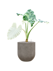 Alocasia macrorrhizos variegata in Baq Nucast Office Plant With Pot 130cm Height 38cm Dia