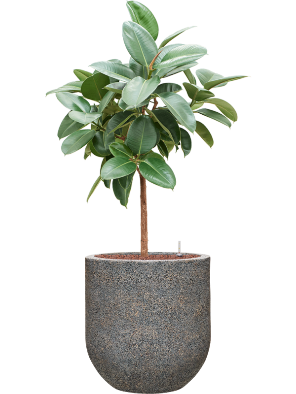 Ficus elastica 'Robusta' in Baq Naturescast Office Plant With Pot 139cm Height 38cm Dia