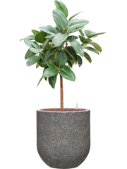 Ficus elastica 'Robusta' in Baq Naturescast Office Plant With Pot 139cm Height 38cm Dia