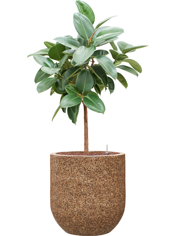 Ficus elastica 'Robusta' in Baq Naturescast Office Plant With Pot 138cm Height 38cm Dia