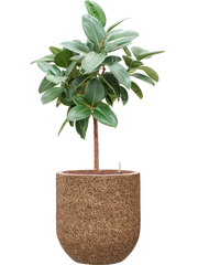 Ficus elastica 'Robusta' in Baq Naturescast Office Plant With Pot 138cm Height 38cm Dia