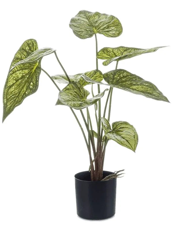 Caladium Artificial Plant Premium Faux 60cm Height